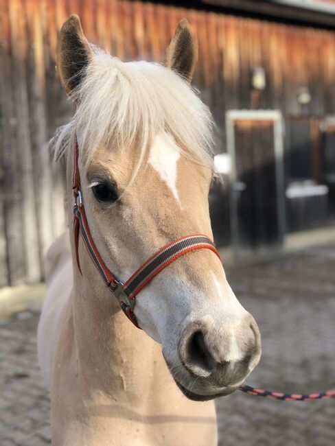 Top Kinderpony, Kronwitter Petra , Horses For Sale, Mainbernheim, Image 6