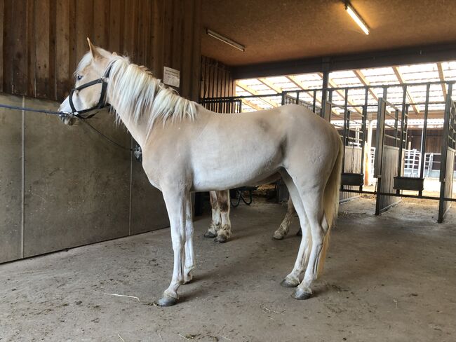 Top Kinderpony, Kronwitter Petra , Horses For Sale, Mainbernheim, Image 8