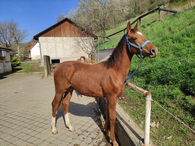 ÖWB Junghengst Fuchs, Regina Tatschl , Horses For Sale, 8344 Bad Gleichenberg, Image 4