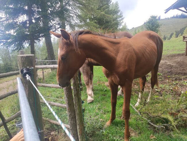 ÖWB Junghengst Fuchs, Regina Tatschl , Horses For Sale, 8344 Bad Gleichenberg, Image 3