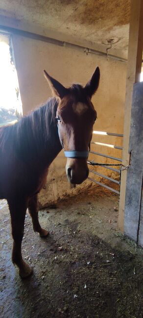 ÖWB Junghengst Fuchs, Regina Tatschl , Horses For Sale, 8344 Bad Gleichenberg, Image 2