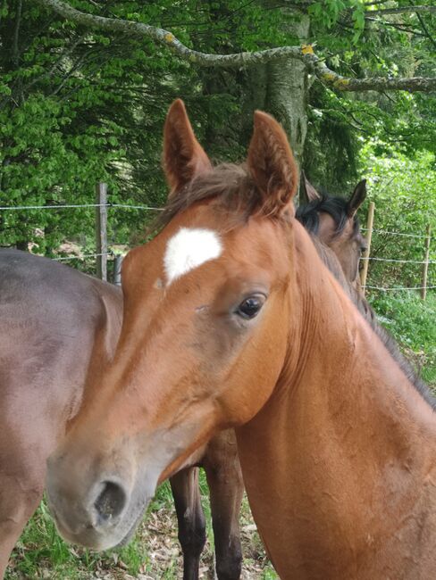 ÖWB Junghengst Fuchs, Regina Tatschl , Horses For Sale, 8344 Bad Gleichenberg