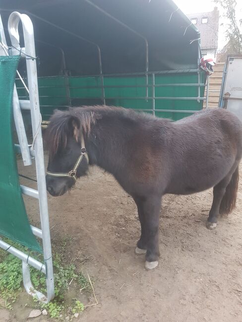 Biete Pony Stute, Arnold , Konie na sprzedaż, Ludwigshafen am Rhein