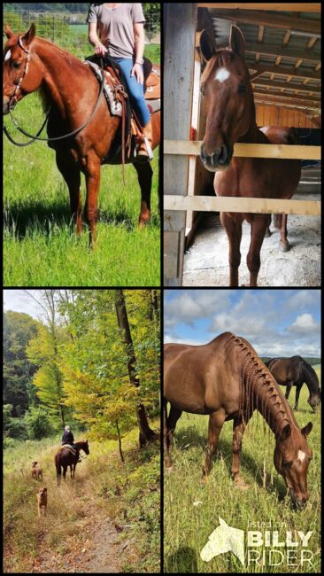 Biete Pflege- und Ausreitbeteiligung auf Quarter Horse Wallach, Christina , Horse Sharing
, St. Pölten , Image 5