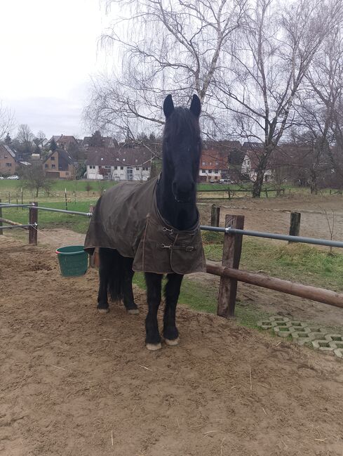 Biete pflege/Reitbeteiligung in 45359 essen, Sandra, Horse Sharing
, Oberhausen, Image 2