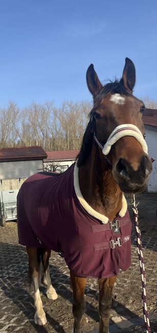 Biete Reitbeteiligung an, Lilli, Horse Sharing
, Freiberg, Image 3