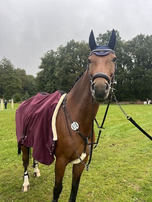 Biete Reitbeteiligung an, Lilli, Horse Sharing
, Freiberg, Image 4