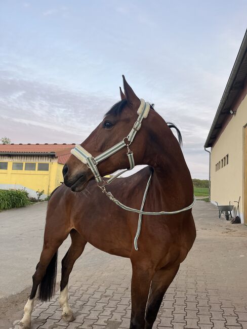 Biete Reitbeteiligung an, Lilli, Horse Sharing
, Freiberg, Image 5