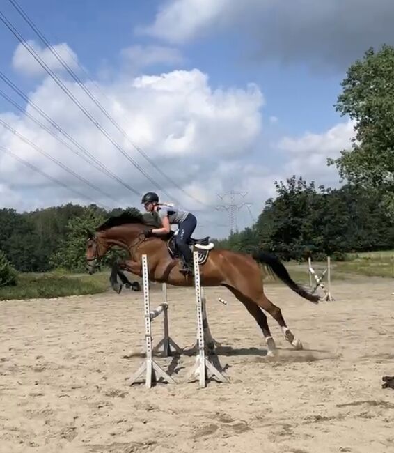 Biete Reitbeteiligung an, Lilli, Horse Sharing
, Freiberg, Image 2