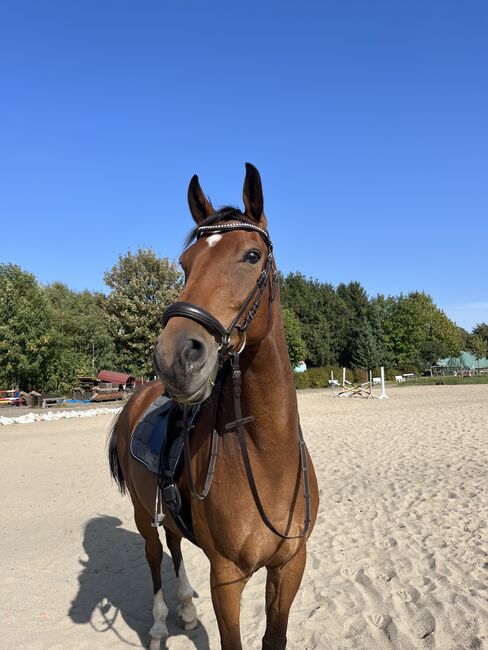 Biete Reitbeteiligung an, Lilli, Horse Sharing
, Freiberg, Image 6