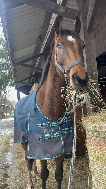 Biete Reitbeteiligung an, Lilli, Horse Sharing
, Freiberg, Image 7