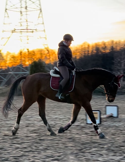 Biete Reitbeteiligung an, Lilli, Horse Sharing
, Freiberg, Image 11