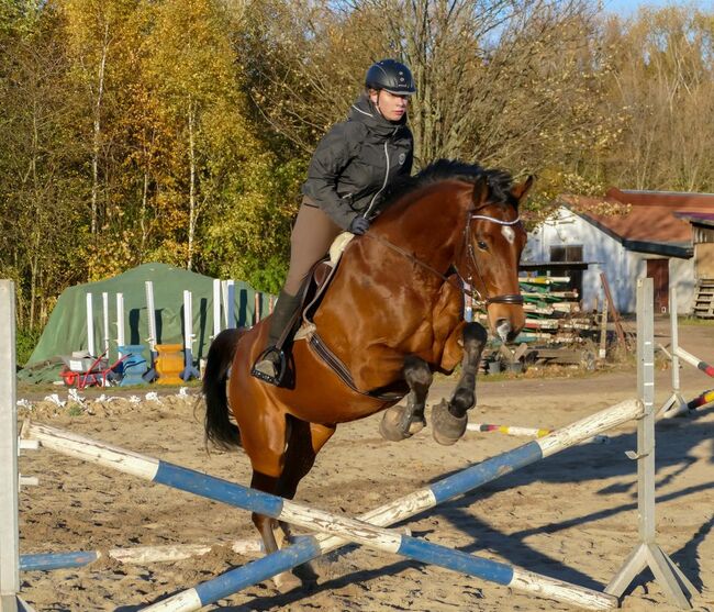 Biete Reitbeteiligung an, Lilli, Horse Sharing
, Freiberg, Image 12