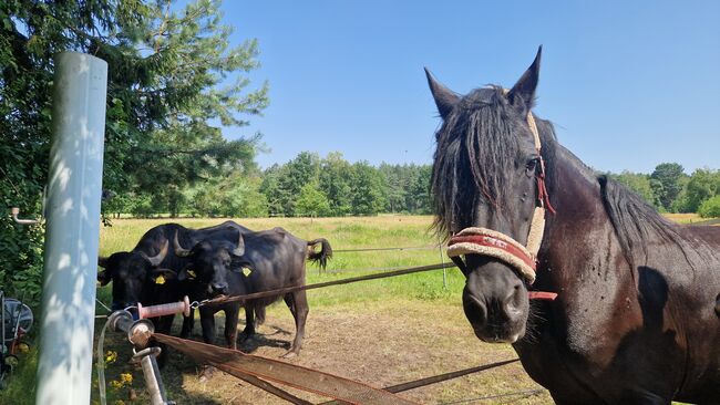Friesenstute als Beisteller abzugeben, Anna, Konie na sprzedaż, Celle