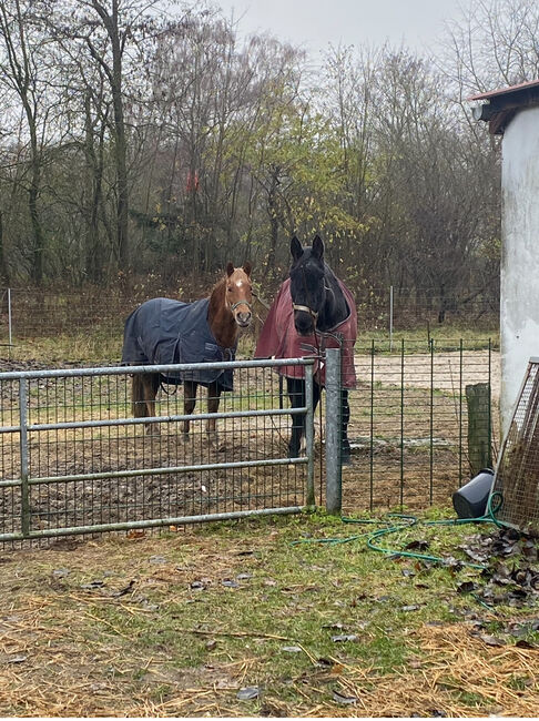 Offenstall / Boxen, Stall Boxen , Anna Meyer, Transport, Rodenwalde, Abbildung 2