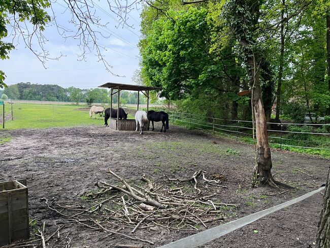 Offenstall mit Paddock-Trail hat Platz für 1-2 weitere Pferde/Ponys, Offenstall mit Paddock-Trail, Astrid Firzlaff, Stallplätze, Verl, Abbildung 2