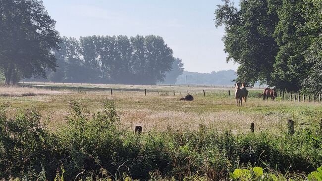 Offenstall Platz Stute oder Wallach, Open Ranch , Marina Schmidt , Stallplätze, Bissendorf , Abbildung 13