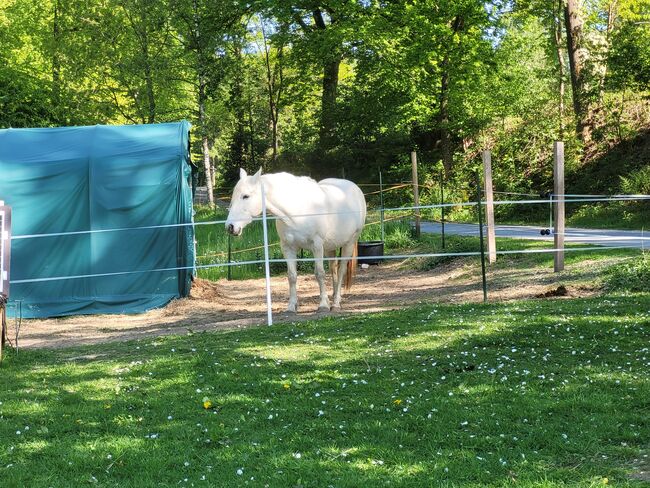 Offenstall, Privater Anbieter, Stallplätze, Steinhagen