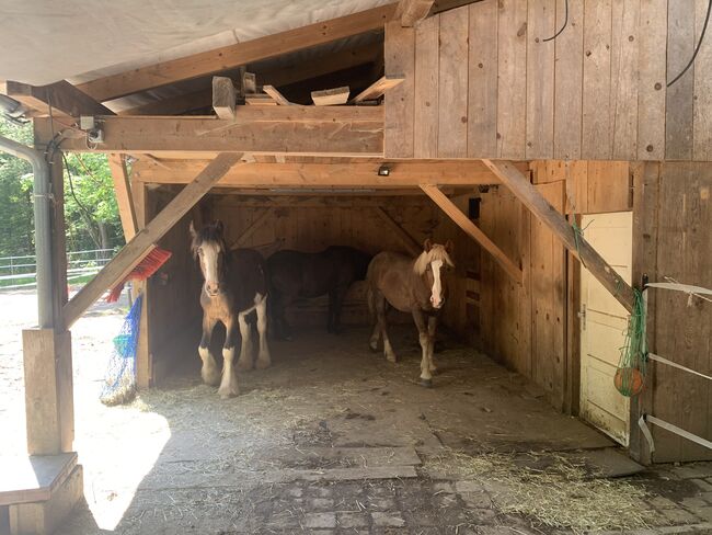 Offenstall zu verkaufen, Mia Nele Weiß, Equestrian Properties, Leutkirch , Image 3
