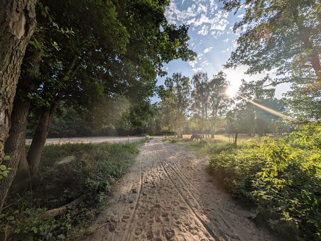 Offenstallplätze frei, Melina, Stallplätze, Berlin