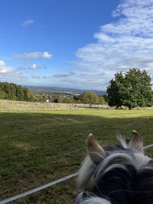 Offenstallplatz frei in 33605 Bielefeld, Luna, Stallplätze, Gütersloh