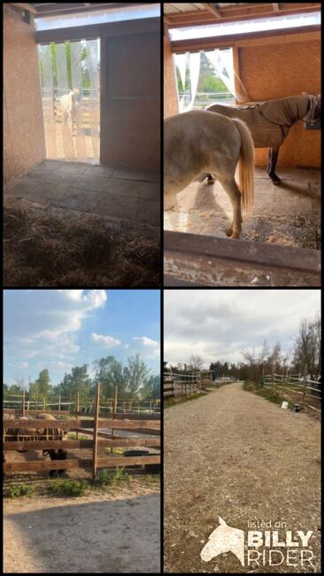 Offenstallplatz in kleinem Privatstall, geeignet für Ekzemer und Allergiker, Paddockboxen, Offenstall, Lena Lachner, Stallplätze, Haßloch, Abbildung 8