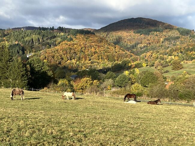 Offenstallplatz in kleiner Herde, Claudia Gerards, Stallplätze, Hallenberg