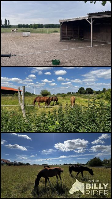 Offenstallplatz für Stute/Wallach, Anna Maria Pludra, Stallplätze, Wustermark, Abbildung 4