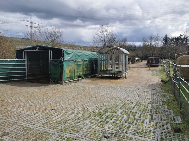 Offenstallplatz mit Weiden Selbstversorger Wallach ab Februar 2025, Anaêl Esmailnejadi Arjomand , Stallplätze, Eltville am Rhein, Abbildung 6