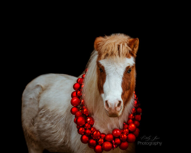 Biete Pferdefotografie, Emely , Horse photography, Billerbeck, Image 16