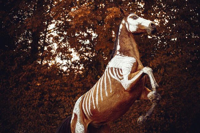 Biete Pferdefotografie, Emely , Horse photography, Billerbeck, Image 9