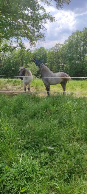 Biete Stellplatz im Offenstall, Tony-Pauline Drawert , Horse Stables, Westewitz 