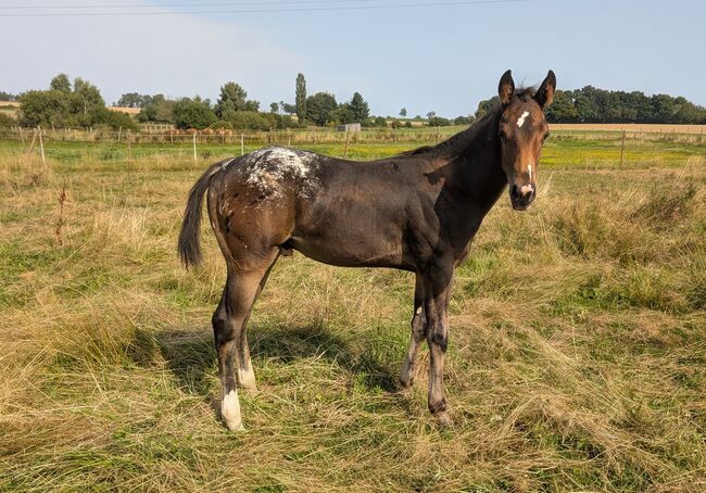 ApHC Hengst Absetzer, A. Gößler, Konie na sprzedaż, Morbach, Image 8