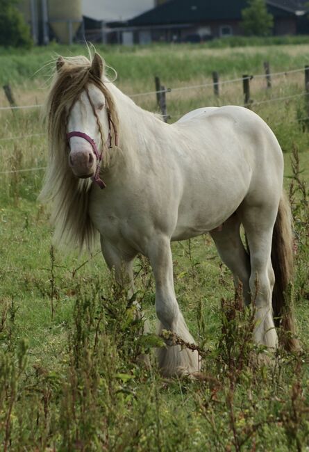 Cremello Tobiano Stallion, marc, Konie na sprzedaż, roosendaal