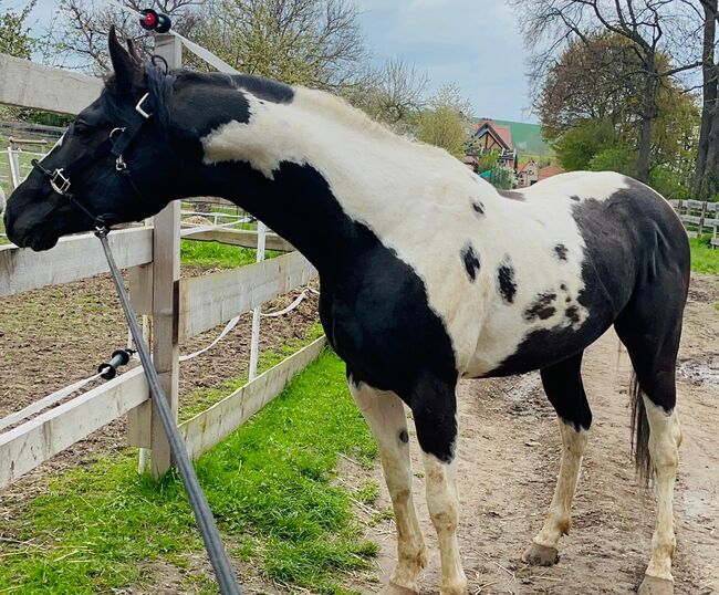 black-tobiano Paint Horse Hengst, Kerstin Rehbehn (Pferdemarketing Ost), Konie na sprzedaż, Nienburg