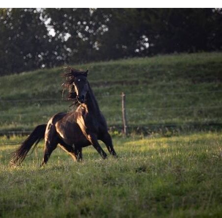 Vollblutaraber Rapphengst, rein ägyptisch, Barbara, Konie na sprzedaż, Stallhofen
