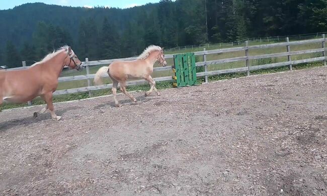 Haflinger Hengstfohlen Alvar, Johanna Kluckner, Konie na sprzedaż, Leutasch, Image 8