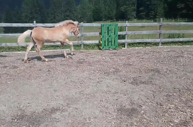 Haflinger Hengstfohlen Alvar, Johanna Kluckner, Konie na sprzedaż, Leutasch, Image 12