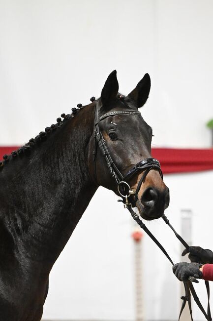 Holsteiner Hengst 3 Jahre, Schäfer, Konie na sprzedaż, Ergenzingen 