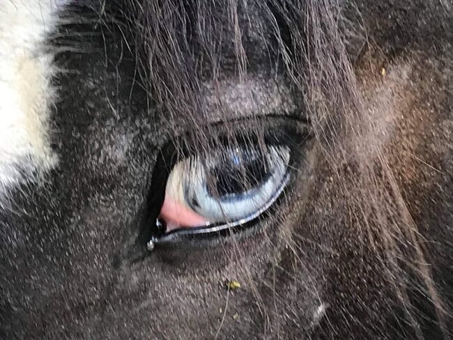Irish Cob Hengst, Verena Amacker, Konie na sprzedaż, Genevrey