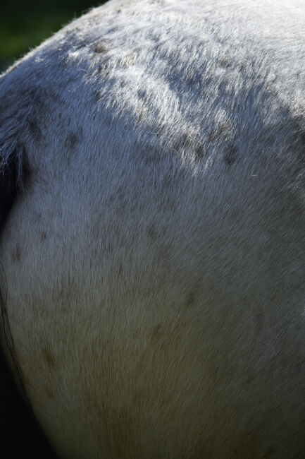 Irish Cob Tinker Hengst Buckskin Tigerschecke, NV, Konie na sprzedaż, Heiligengrabe, Image 14