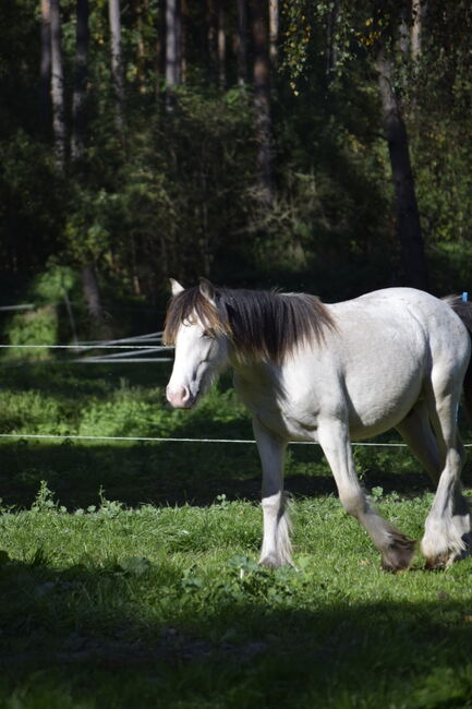 Irish Cob Tinker Hengst Buckskin Tigerschecke, NV, Konie na sprzedaż, Heiligengrabe, Image 6