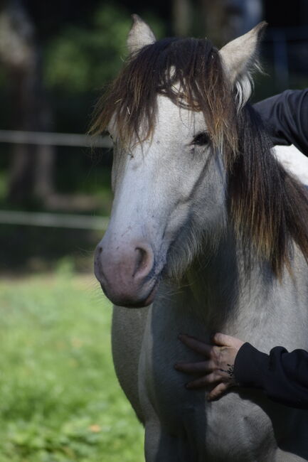 Irish Cob Tinker Hengst Buckskin Tigerschecke, NV, Konie na sprzedaż, Heiligengrabe
