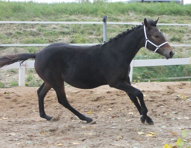Knabstrupper Hengst Absetzer, Barbara Würtz-Pielmeier , Konie na sprzedaż, Naila OT Culmitz, Image 8
