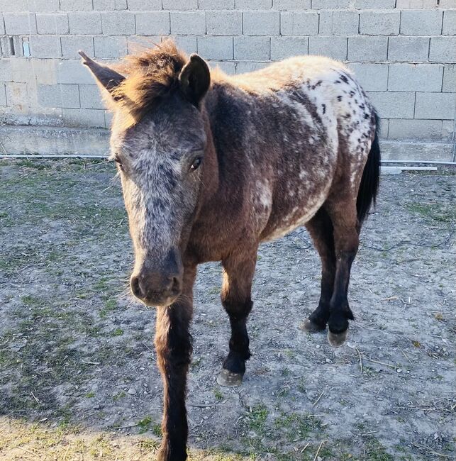 Pony Hengst, Jana Resch, Konie na sprzedaż, Haringsee