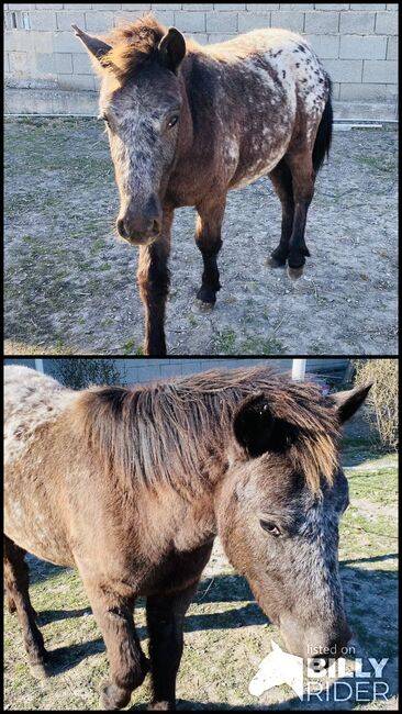 Pony Hengst, Jana Resch, Konie na sprzedaż, Haringsee, Image 3