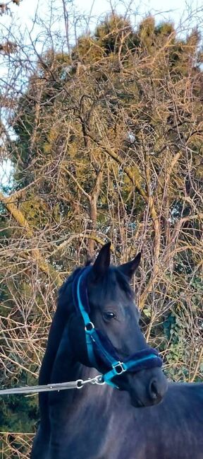 KWPN Hengst, Jozsef, Konie na sprzedaż, Békés