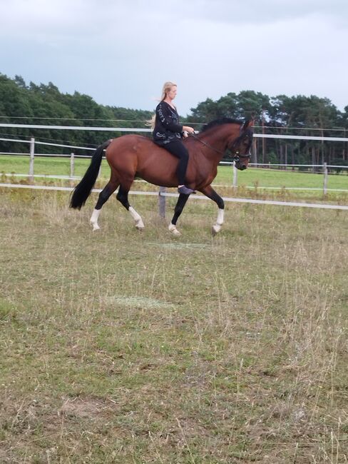 Lusitano Hengst, Wanda, Konie na sprzedaż, Wittstock/Dosse