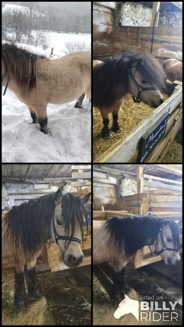 Mini Shetlandpony Hengst, Selina, Konie na sprzedaż, Ligist, Image 7
