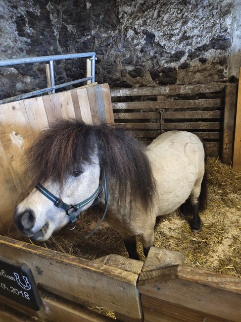 Mini Shetlandpony Hengst, Selina, Konie na sprzedaż, Ligist, Image 5